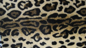 100%Polyester of Warp Knitted Fabric