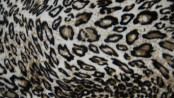 100%Polyester of Warp Knitted Fabric