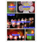 Inflatable Beautiful Lighting Flowers Decoration (MIC-317)