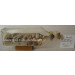 Drift Glass Bottle Wooden Decoration Marine Gifts (DA509)