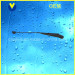 Wiper Arm for Bus (GB-06)